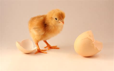 Chicken and the egg. Things To Know About Chicken and the egg. 